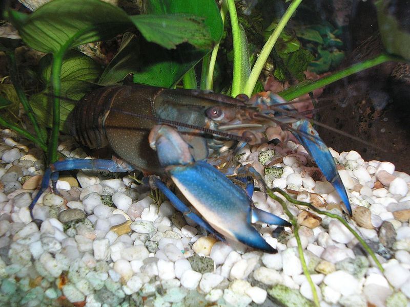 800px-Cherax_Blue_moon.jpg