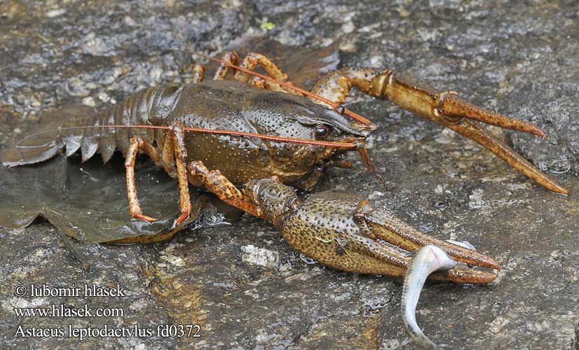 astacus_leptodactylus_fd0372.jpg