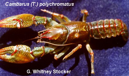 polychromatus.jpg