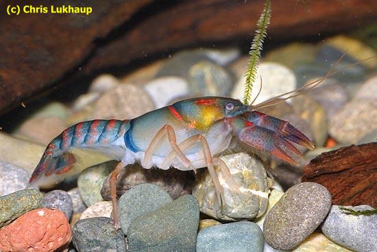 procambarus_pygmaeus.jpg