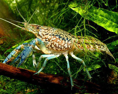 marbledCrayfish1.jpg