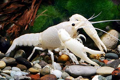 buy-white-crayfish-crawfish-for-sale[1].jpg