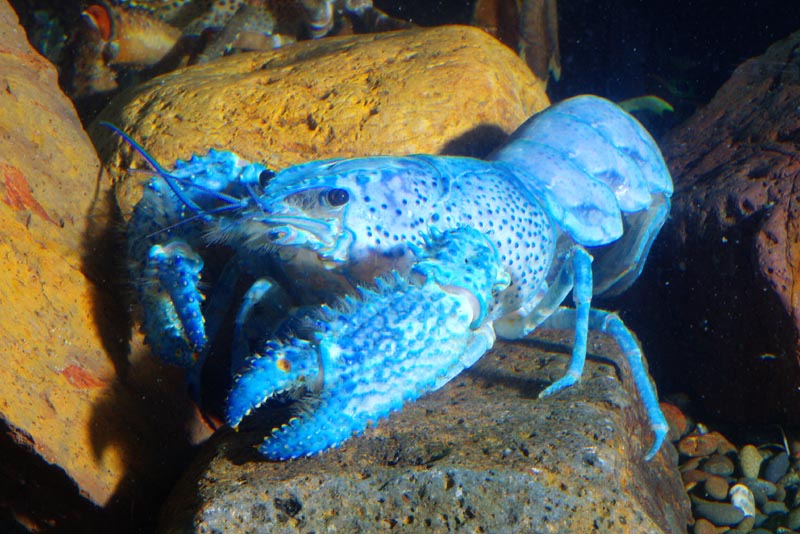 Paranephrops zealandicus rare blue morph 2.jpg