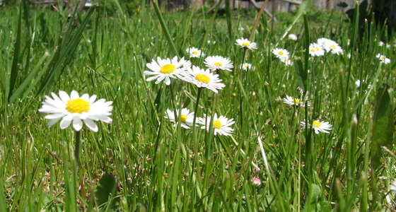 daisy%2001.jpg