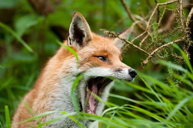 fox4.jpg