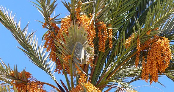 Date-Palm-5.jpg