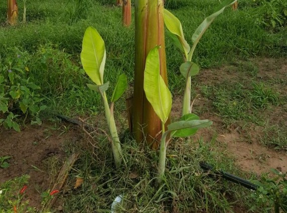 BN-25-การไว้หน่อในสวนกล้วยคุณคมกฤช-576x1024-1.jpg