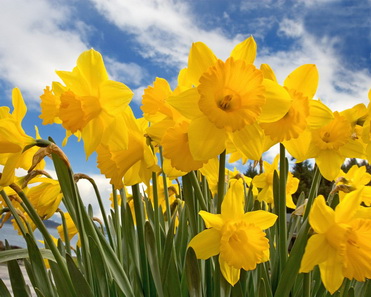 4206096-sunny-daffodils-normal_resize.jpg